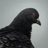 Profile picture of Aaron