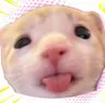 Profile picture of Sea Sote