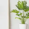 Photo de profil de Petite plante verte